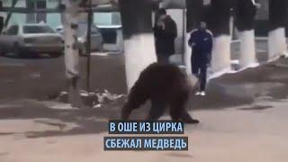 В Оше из цирка сбежал медведь