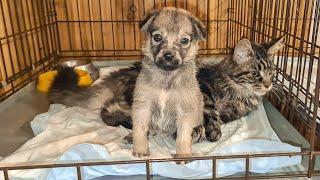 Мейн кун спасенный с улицы играет с бездомным  щенком в приюте