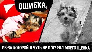 Мой щенок потерялся, и это сделало меня другим человеком