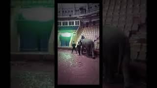 Астраханский цирк Астрахань