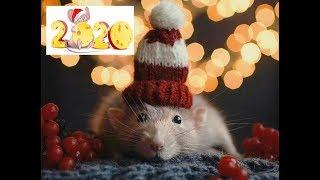 С Наступившим Новым 2020 годом, друзья и кладоискатели!, Happy New Year 2020!