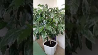 Гибискусы комнатные - китайские розы. Обрезка. Освещение и цветение. Нехватка места. 15.07.18