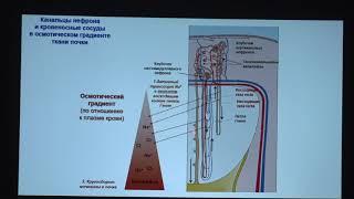 Тарасова О. С. - Физиология человека и животных. Часть 2 - Регуляция работы почек