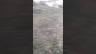 Дикари в деревне (3)