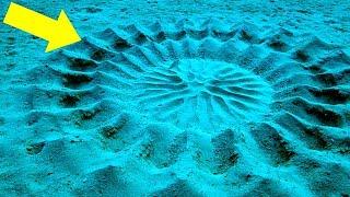 7 Невероятных Сооружений, Построенных Животными