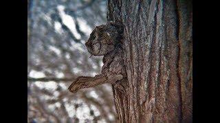 10 УДИВИТЕЛЬНЫХ ПРИРОДНЫХ ФЕНОМЕНОВ СНЯТЫХ НА КАМЕРУ