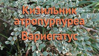 Кизильник атропурпуреа Вариегатус (variegatus) 