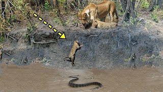 Incredible! King Lion vs Python Snake | Big Battle: Lion Hunting Zebra | Wild Animal Attacks