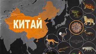 Почему новые болезни появляются в Китае