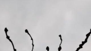 Праздник  В МАЙНЦЕ