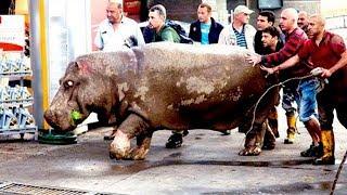 10 САМЫХ УДИВИТЕЛЬНЫХ ПОБЕГОВ ЖИВОТНЫХ ИЗ ЗООПАРКОВ