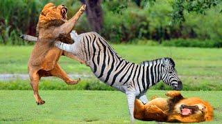 The times when prey escape from extremely violent attacks of predator - Harsh Life of Wild Animals