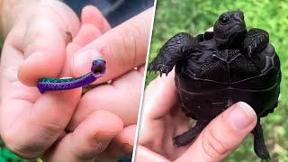 8 Уникальных Животных, Которые Выиграли в Генетическую Лотерею