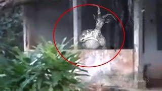 10 ЗАГАДОЧНЫХ СУЩЕСТВ СНЯТЫХ НА КАМЕРУ / Часть 2
