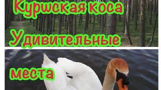 Куршская коса. Танцующий лес, высота Эфа. Удивительные места.