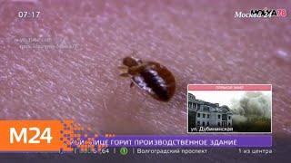 Тропические клопы атаковали квартиры москвичей - Москва 24