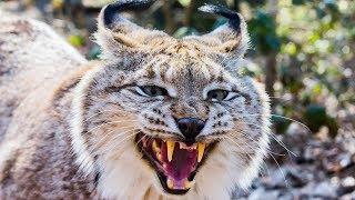 Рысь рычала, показывая клыки, но с места не двигалась. Она пришла за помощью!