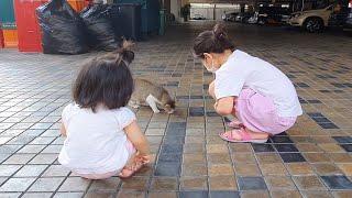 고양이와 아기, 스리랑카 a kitten and two babies