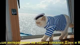 Кот-старпом