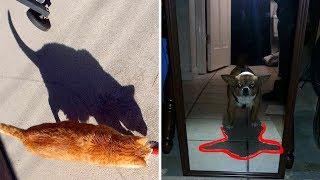 Необычные тени, у которых своя версия реальности