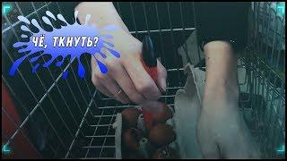 Чё, ткнуть? [Хрюши против | Саратов]