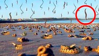 Такое Редко Увидишь! Самые Невероятные Дожди из Животных