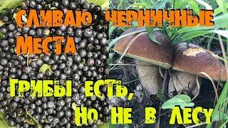 ГРИБЫ И ЯГОДЫ ПОИСК ЧЕРНИКИ И СДАЧА МЕСТ MUSHROOMS AND BERRIES FIND AND SURRENDER OF SEATS