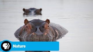 Official Preview | Hippos: Africa's River Giants | NATURE | PBS
