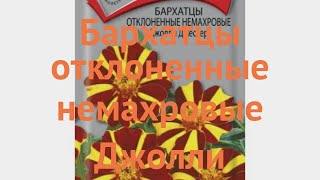 Бархатцы отклоненный Джолли Джестер 
