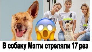 В собаку Мэгги стреляли 17 раз, но она выжила и теперь "лечит" людей.