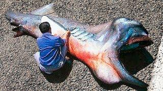 10 Самых Странных Существ, Обнаруженных Рыбаками