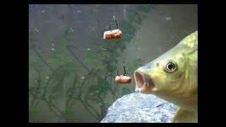 New things with amazing surprises in the world Amazing Video in The World