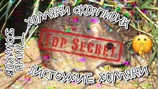 САМЫЕ УДИВИТЕЛЬНЫЕ ХОМЯКИ МИРА! ХОМЯК СКОРПИОН И ЛИСТОУХИЙ ХОМЯК ДАРВИНА! ЧУДЕСА ПРИРОДЫ