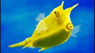 348 Нячанг РЫБА-КОРОВА РОГАТЫЙ КУЗОВОК МУЗЕЙ ИНСТИТУТ ОКЕАНОГРАФИИ Nha Trang longhorn cowfish