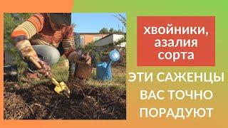 Как посадить азалию. Как посадить хвойники. Выбор места. Описание сортов саженцев