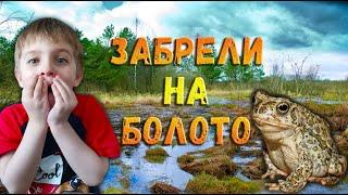 Мох Сфагнум заготовка.  Покрываем огород мхом. На болоте.