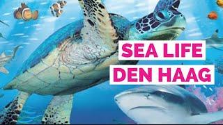 ГААГА SEA lIFE/Удивительное место одно из топ 10 мест посетить в Гааге, чудесный морской мир