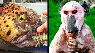10 Самых Страшных Животных в Мире