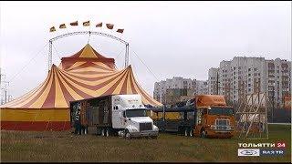 В Тольятти приехал цирк! («Новости Тольятти» 07.11.2019)