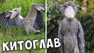Никто из Нас Никогда Не Видел Этих Диких Животных Даже на Экране