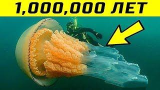 10 Самых Старых Живых Существ на Планете
