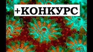 ПОД МИКРОСКОПОМ 2 + КОНКУРС! Познавательно -развлекательное видео!
