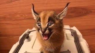 Этот Кот Звучит Как Лазерный Бластер