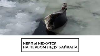 Нерпы нежатся на первом льду Байкала