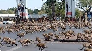 Дикие животные выходят в города. Природа возвращет своё