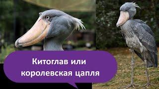 Китоглав или королевская цапля
