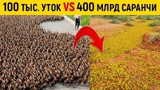 Вот зачем Китай создал 100-тысячную "утиную армию"!