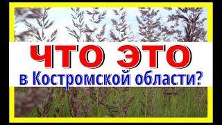 ЧТО ЭТО в Костромской области? Забор в чистом поле
