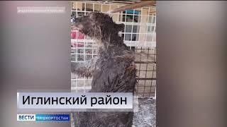 Ушастые гости в Благовещенском районе, подводный мир Камы и выход из спячки иглинского мишки