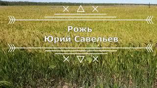 Рожь. Юрий Савельев